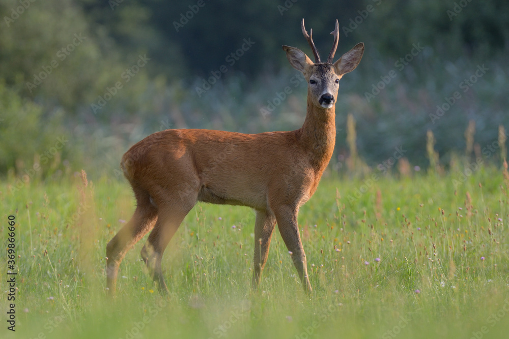 Sarna, kozioł w środowisku naturalnym Sarna, kozioł w środowisku naturalnym
