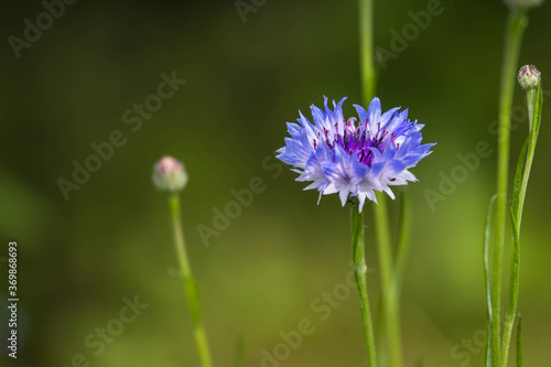 Blue cornflower in the garden