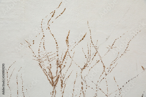 Wallpaper Mural 白い壁についたツタの跡
 Torontodigital.ca