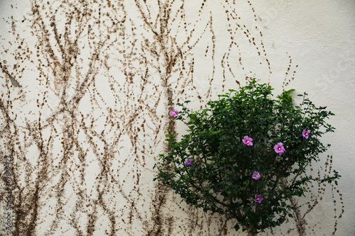 Wallpaper Mural 壁に伸びたツタの跡とムクゲの花 Torontodigital.ca