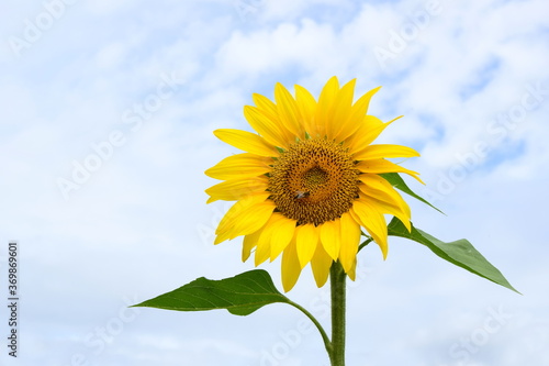 Sonnenblumen vor hellen Hintergrund isoliert und freigestellt