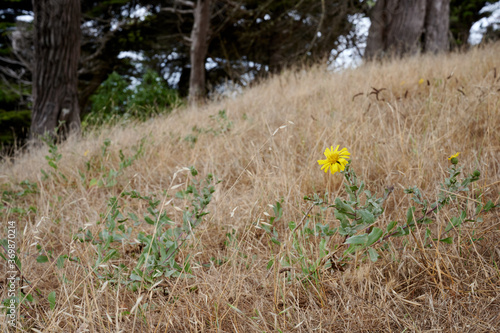 Yellow flower in the grass on the coastline