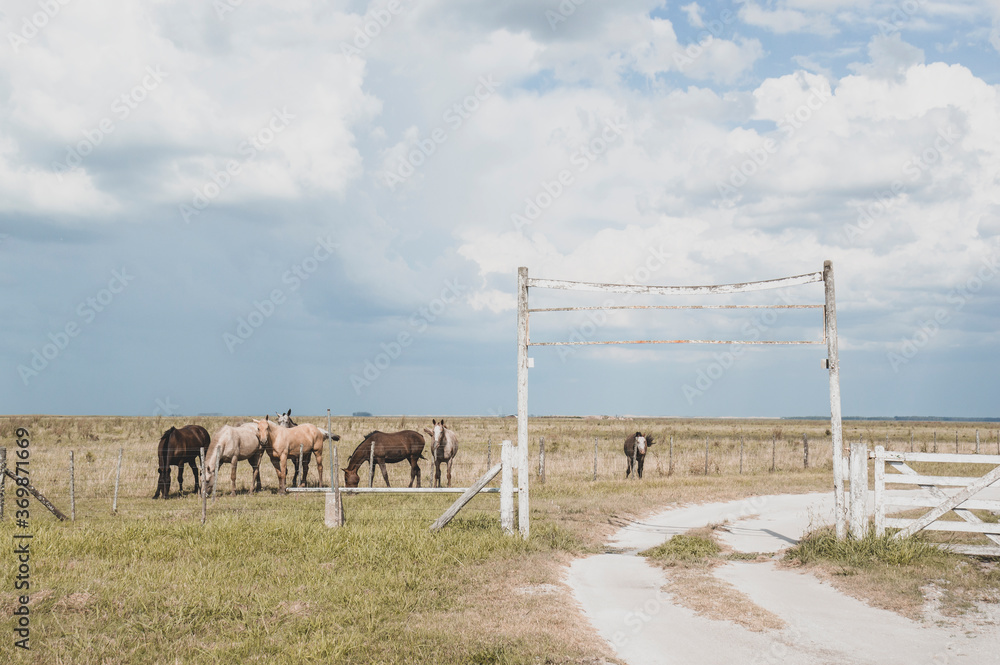 View of a group of horses next to a dirt road in the field, Mar Chiquita, Buenos Aires, Argentina