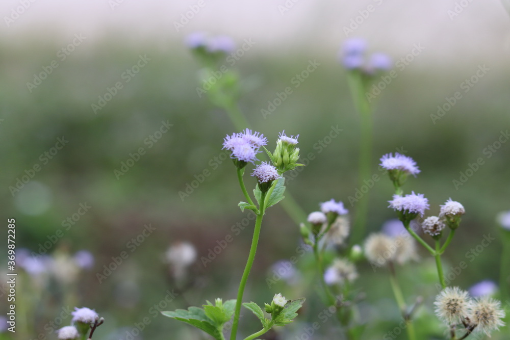 lavender flowers in the field