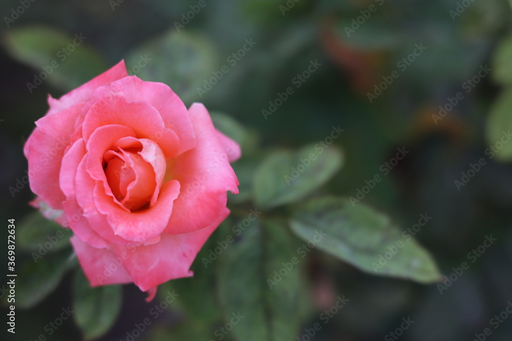 red rose with water drops red rose with water drops