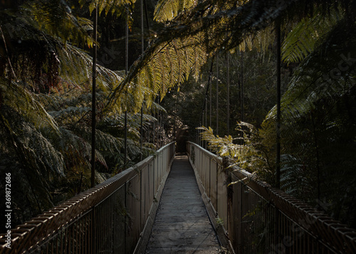 Suspension bridge nested in the rainforest with vegetation all around