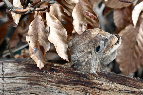 Autumn leaves close up in denmark Scandinavia © jeancliclac