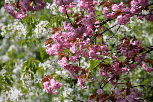 spring tree © jeancliclac