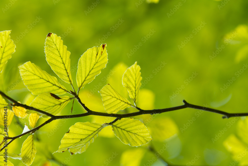 Green leaves close up in denmark Scandinavia Green leaves close up in denmark Scandinavia
