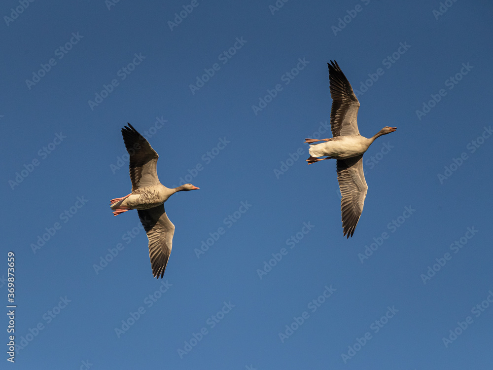 Obraz premium There were hundreds of geese collected for their migration in a wetland. For their late evening dinner they flew to a cornfield close by. Saltfjärden, Espoo, Finland.