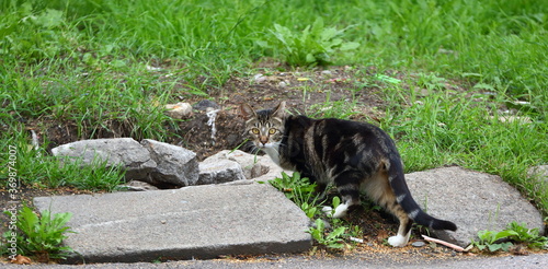 Canvas Print A grey cat walks by the concrete rubble in the green grass