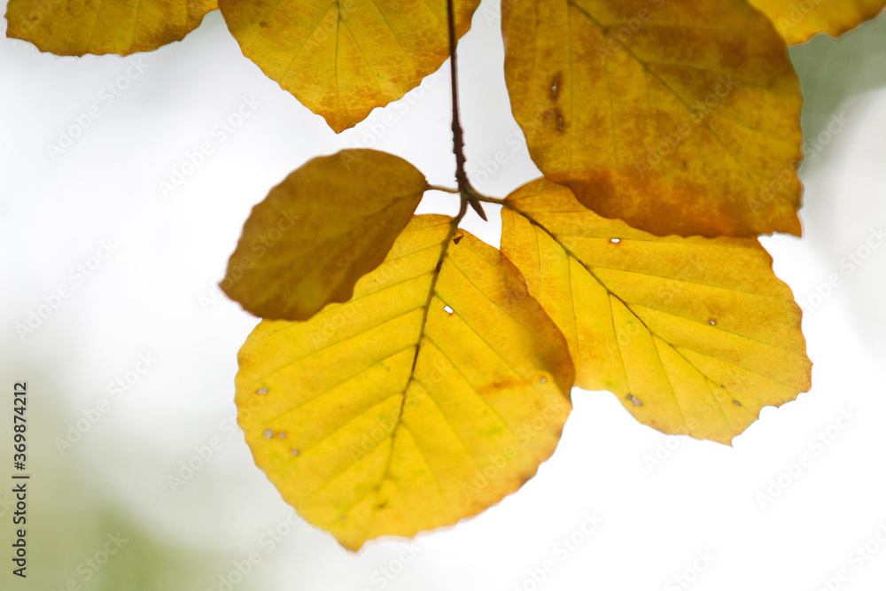 Obraz premium Autumn leaves close up in denmark Scandinavia