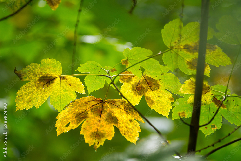 Autumn leaves close up in denmark Scandinavia Autumn leaves close up in denmark Scandinavia