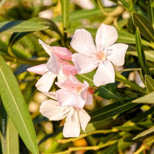 Obraz na płótnie pale white pink oleander flowers close up in the garden