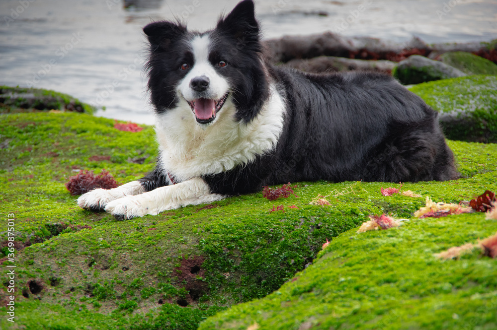 Border collie resting  on moss covered rocks along coast of Tokyo Bay Japan in early morning hours while panting and looking off in distance away from camera.