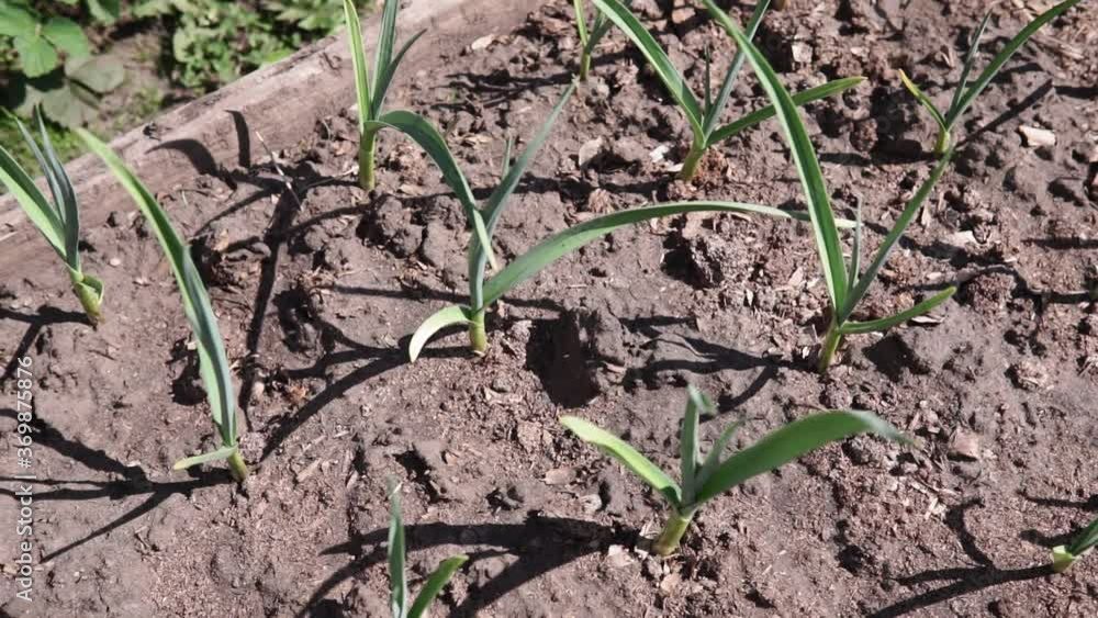 garlic plantation is cultivated in the garden. garlic plantation is cultivated in the garden.