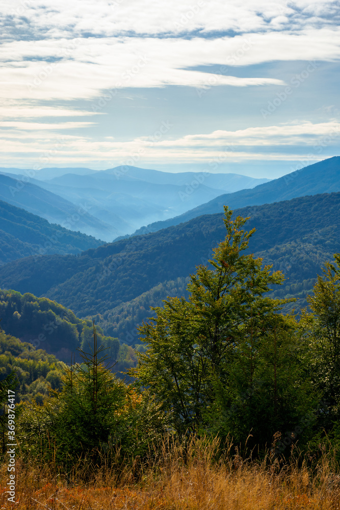 Fototapeta premium spruce forest on the hillside meadow. colorful grass in autumn. hills rolling in to the distance. cloudy day