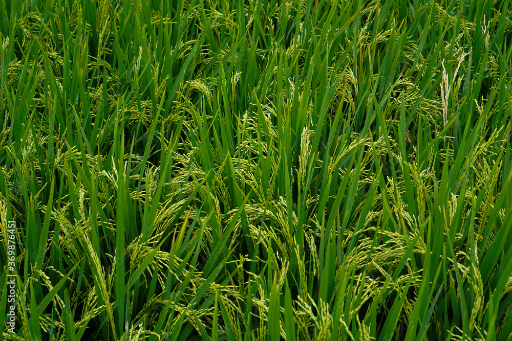 Beautiful agriculture landscape with fresh green and yellow rice field background. Tropical concepts Beautiful agriculture landscape with fresh green and yellow rice field background. Tropical concepts