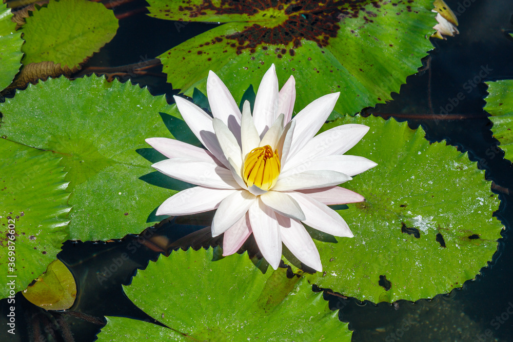 Blooming white Water Lilly (Nymphaea) in a pond in Candidasa, Karangasem, Bali, Indonesia. Blooming white Water Lilly (Nymphaea) in a pond in Candidasa, Karangasem, Bali, Indonesia.