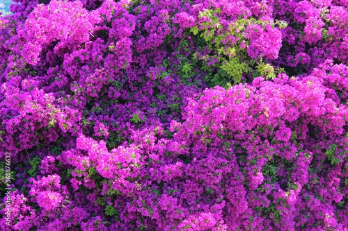 purple bougainvillea flowers background