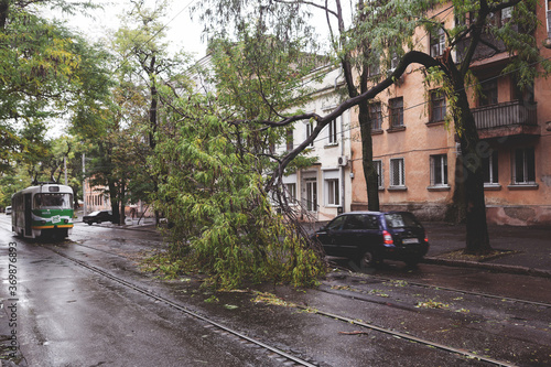 Odessa, Ukraine - October 12, 2016: Hurricane CHRISTIE. Heavy rain and gale - force gusts of wind caused accident - old tree during storm fell on car and destroyed house. Strong storm with rain