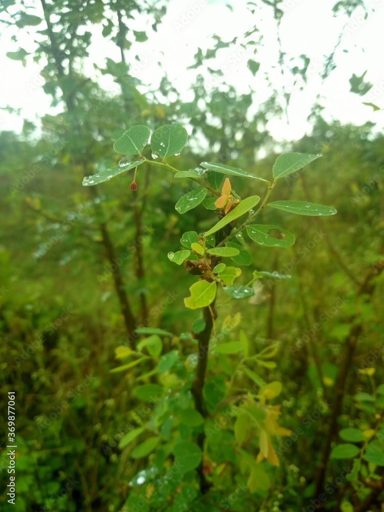 Fototapeta premium green leaves in the forest