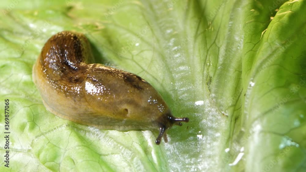 Slug pest snail parasitizes on the leaves of cabbage lettuce moves the
