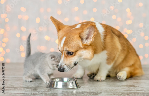 Pembroke welsh corgi dog and kitten eat together from one bowl at home on festive background