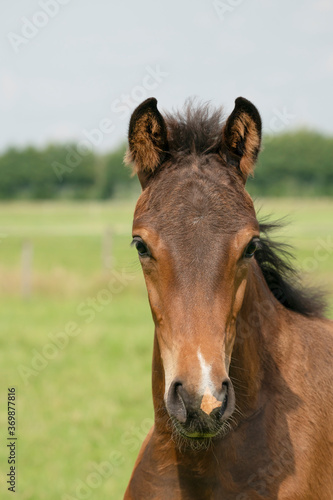 Attentive brown foal with head and mane in close-up