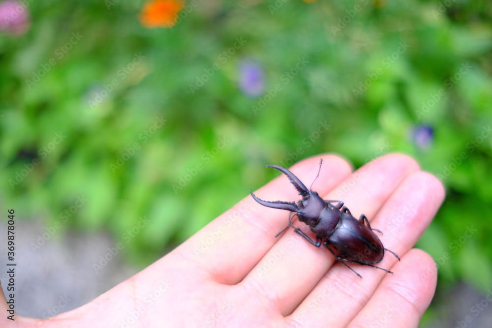 手の上で斜めを向いたノコギリクワガタ 手の上で斜めを向いたノコギリクワガタ