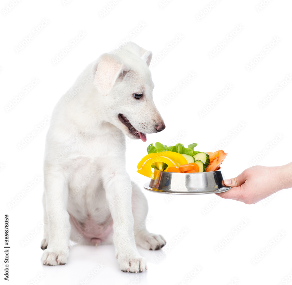 Owner feeds puppy with vegetables. isolated on white background Owner feeds puppy with vegetables. isolated on white background
