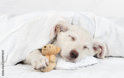 Puppy sleeps on pillow under warm blanket on the bed at home and hugs favorite toy bear