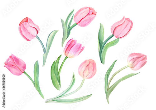 Watercolor pink tulips vintage botanical illustration isolated on a white background