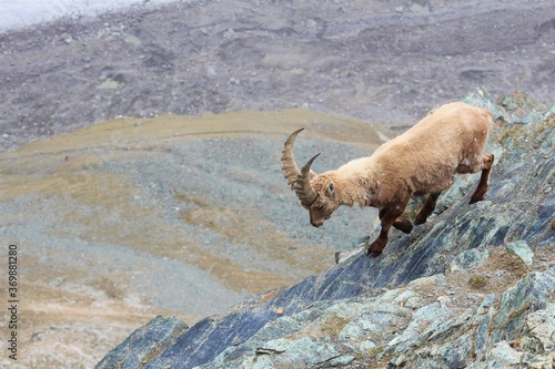mountain goat in the swiss mountains photo
