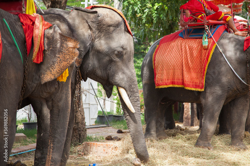 Thai elephants in Ayutthaya, Thailand.