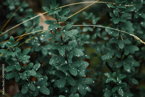 summer forest plants