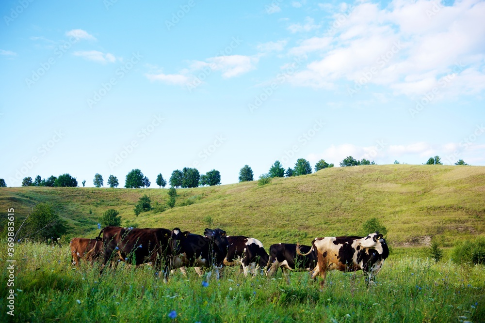 Fototapeta premium Beautiful cows on a green meadow