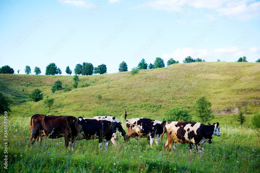 Beautiful cows on a green meadow Beautiful cows on a green meadow