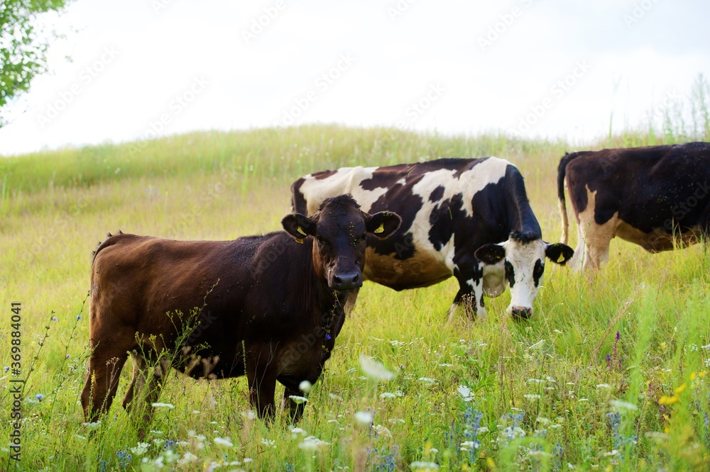 Beautiful cows on a green meadow Beautiful cows on a green meadow