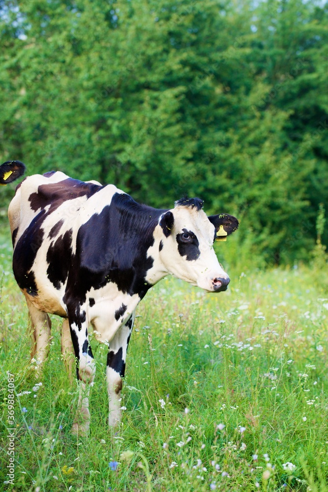Beautiful cows on a green meadow Beautiful cows on a green meadow