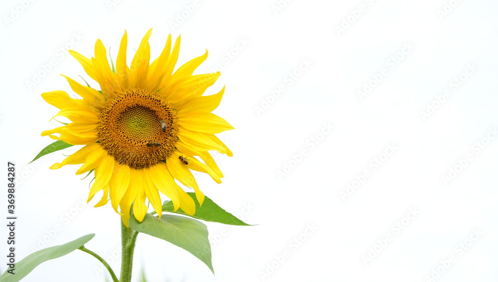Fototapeta premium Blühende Sonnenblumen isoliert vor hellen Hintergrund