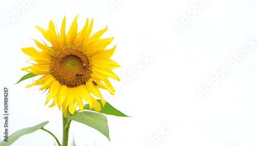 Blühende Sonnenblumen isoliert vor hellen Hintergrund