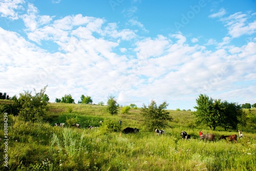 Cows on a beautiful green meadow   © abramovphoto