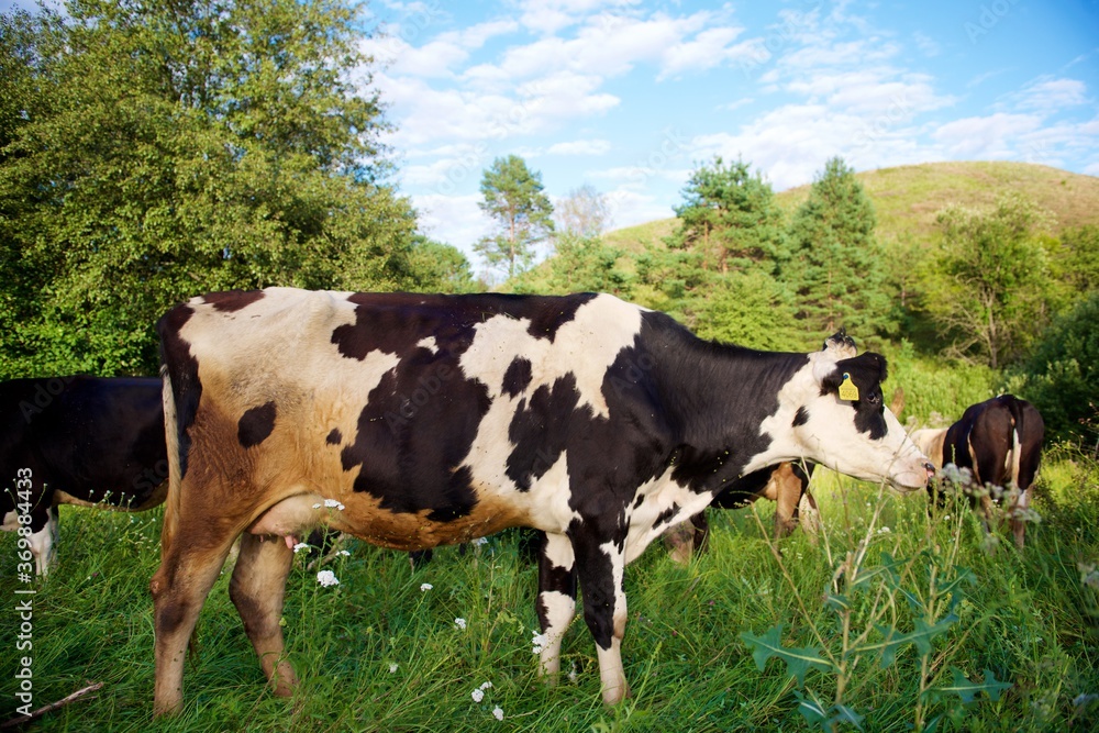 Cows on a beautiful green meadow 
