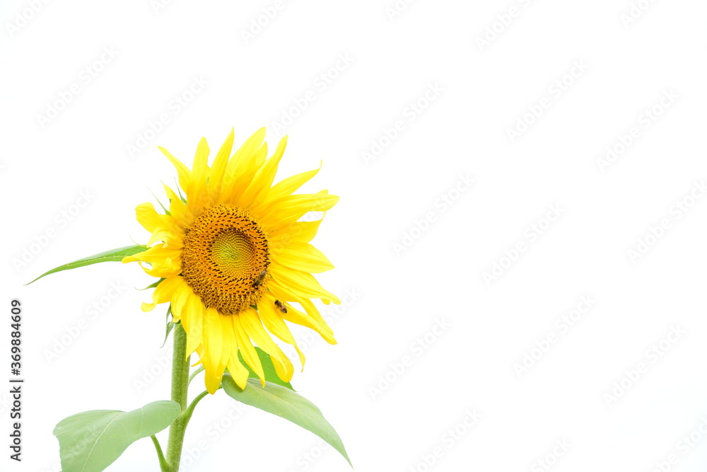 Sonnenblume isoliert und freigestellt vor hellen Hintergrund
