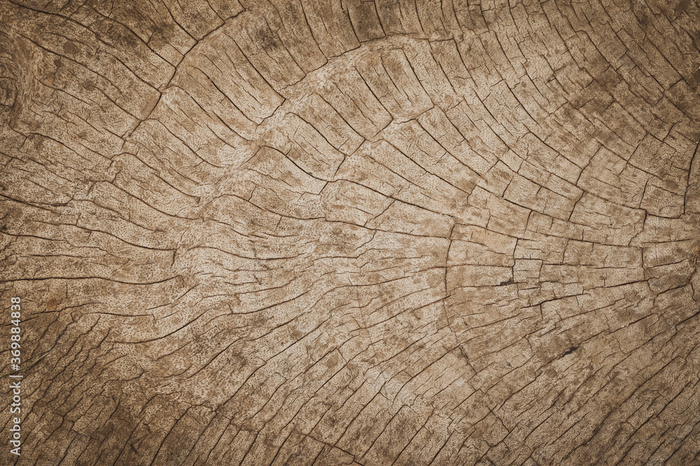 Naklejka premium Old weathered wood texture background dark brown with tree rings natural grunge pattern.
