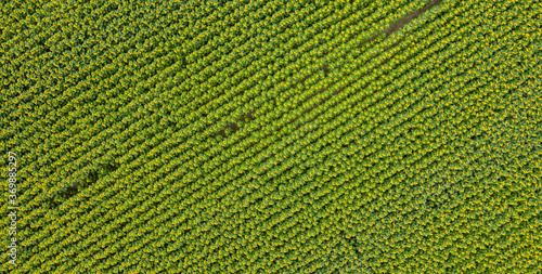 sunflower field, agriculture, view from above