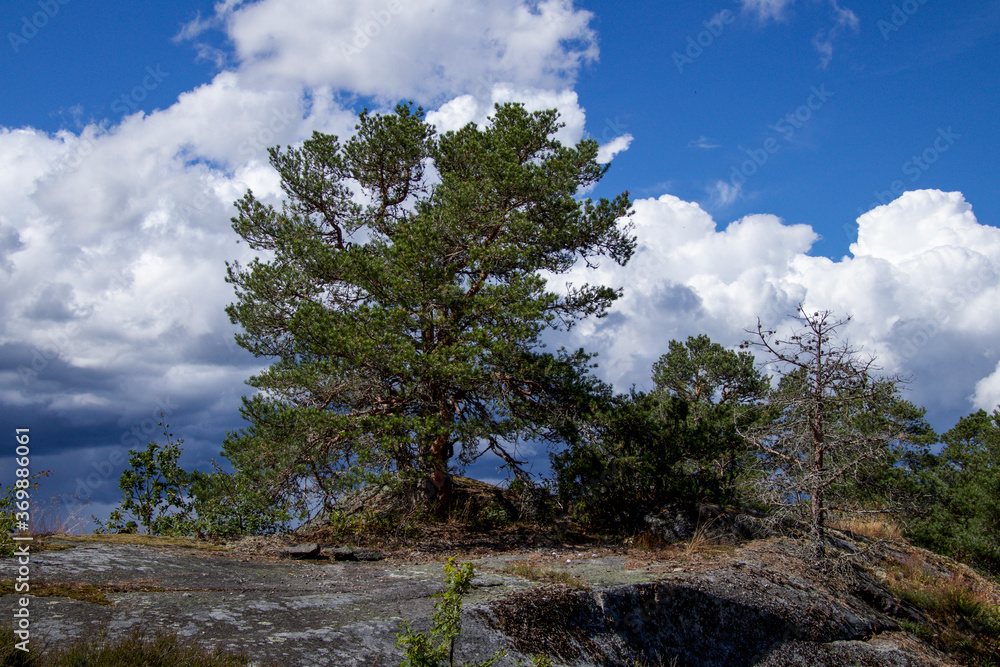 Obraz premium pine tree on the hill 