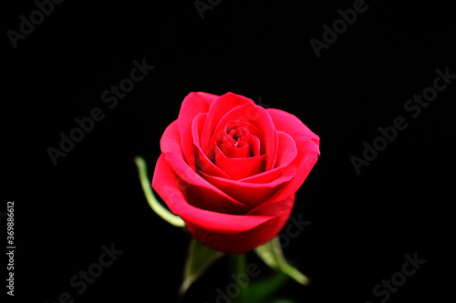red rose isolated on black