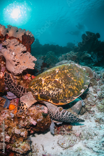 Turtle swimming underwater among colorful coral reef